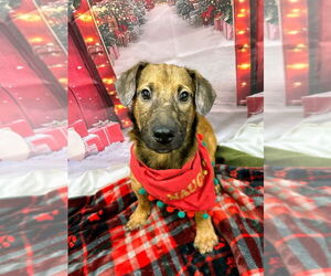 Mutt Dogs for adoption in Bryant, AR, USA