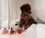 Small Photo #5 Goldendoodle-Sheepadoodle Mix Puppy For Sale in ROCHESTER, NY, USA