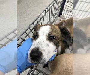 Carolina Dog-Unknown Mix Dogs for adoption in Conroe, TX, USA