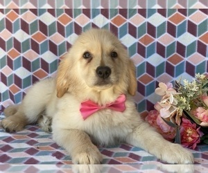 Golden Retriever Puppy for sale in LANCASTER, PA, USA