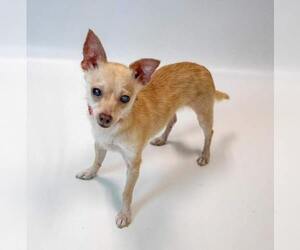 Milly - Female Chihuahua Dog for Adoption - Photo #5