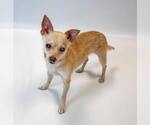 Small Photo #5 Chihuahua Puppy For Sale in Kennesaw, GA, USA