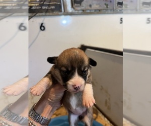 Pembroke Welsh Corgi Puppy for sale in SEYMOUR, IN, USA