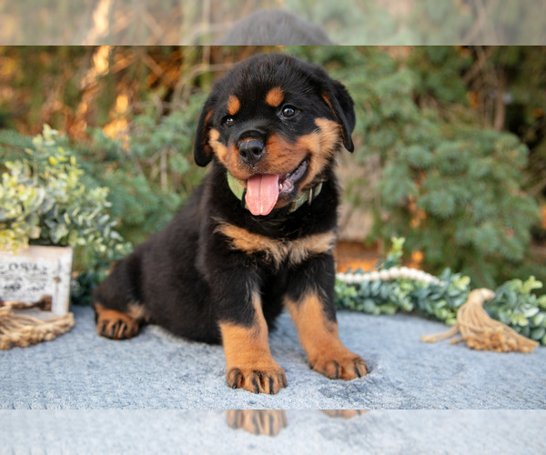 Medium Photo #3 Rottweiler Puppy For Sale in MILLERSBURG, IN, USA