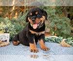 Small #1 Rottweiler
