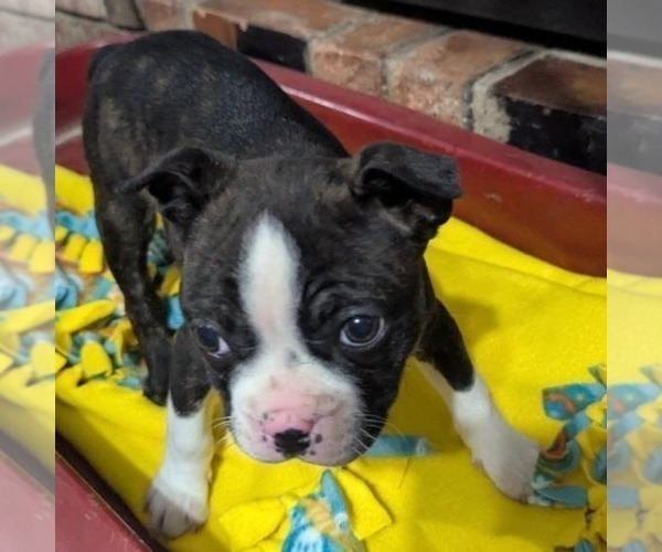 Medium Photo #2 Boston Terrier Puppy For Sale in HOT SPRINGS, SD, USA