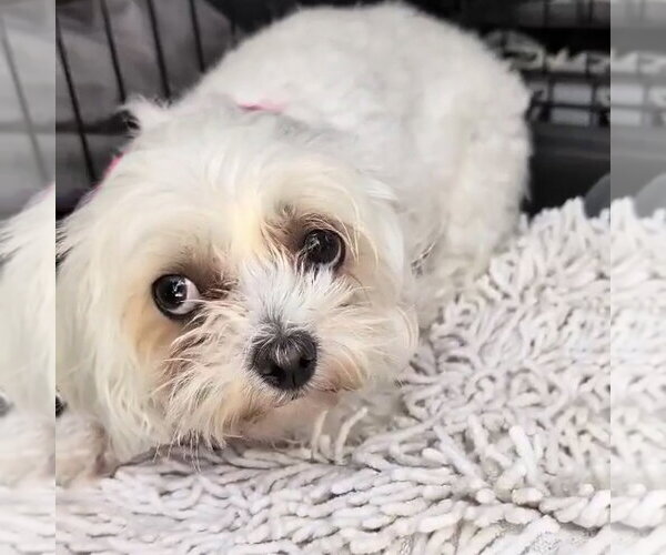 Medium Photo #2 Maltese Puppy For Sale in Spring Lake, NC, USA