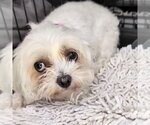 Small #1 Maltese