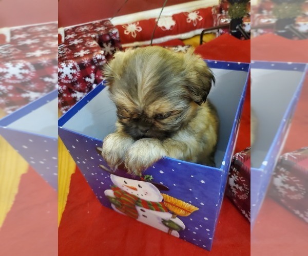 Medium Photo #9 Shih Tzu Puppy For Sale in GRIFFIN, GA, USA