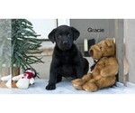 Puppy 3 Labrador Retriever