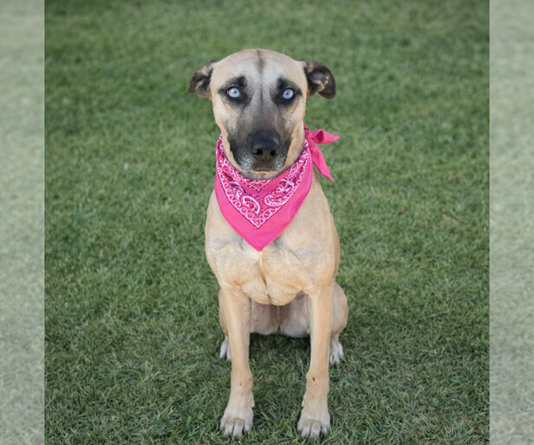 Medium Photo #3 Black Mouth Cur-Catahoula Leopard Dog Mix Puppy For Sale in Euless, TX, USA