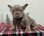 Small #1 French Bulldog