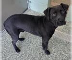 Small Labrador Retriever Mix