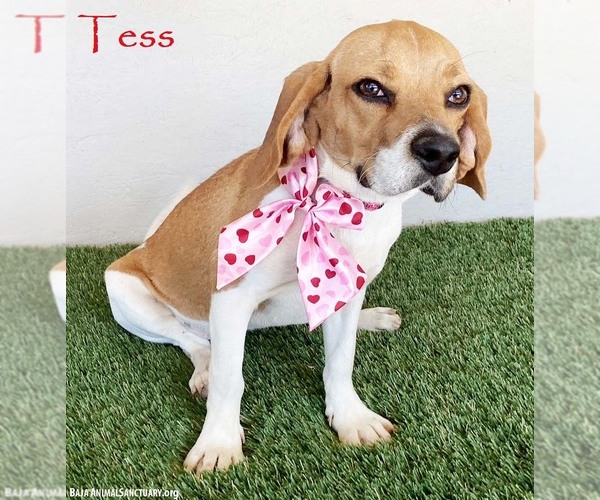 Medium Photo #1 Beagle-Unknown Mix Puppy For Sale in San Diego, CA, USA