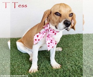 Beagle-Unknown Mix Dogs for adoption in San Diego, CA, USA