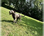 Small #10 American Pit Bull Terrier Mix
