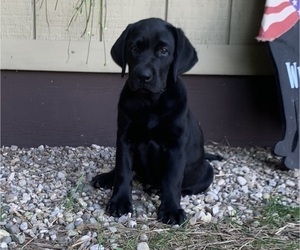 Medium Labrador Retriever