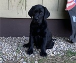 Puppy Jaz Labrador Retriever