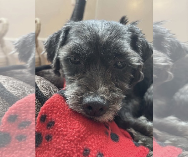 Medium Photo #6 Miniature Schnauzer-Unknown Mix Puppy For Sale in Westwood, NJ, USA