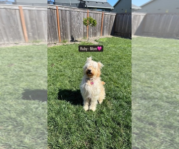 Medium Photo #1 Goldendoodle Puppy For Sale in RIDGEFIELD, WA, USA