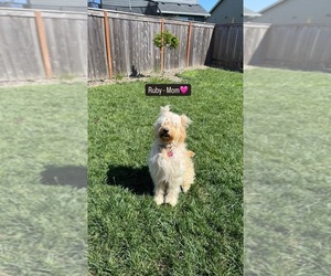 Mother of the Goldendoodle puppies born on 02/06/2025