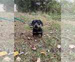 Small #2 Dachshund Mix