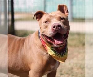 American Staffordshire Terrier-Unknown Mix Dogs for adoption in San Antonio, TX, USA