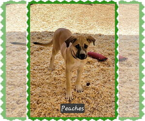 Anatolian Shepherd-Unknown Mix Dogs for adoption in Granbury, TX, USA
