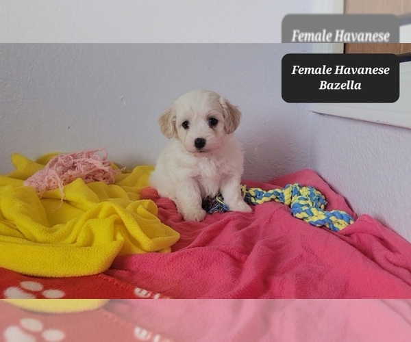 Medium Photo #3 Havanese Puppy For Sale in TUCSON, AZ, USA