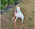 Small #19 Boxer Mix