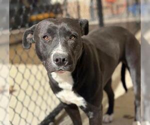 American Pit Bull Terrier-Labrador Retriever Mix Dogs for adoption in Tulsa, OK, USA