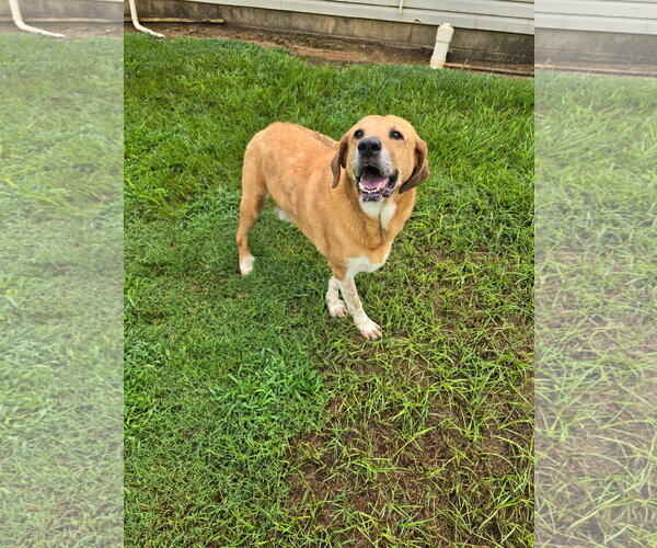Medium Photo #18 Labrador Retriever-Unknown Mix Puppy For Sale in Rockaway, NJ, USA