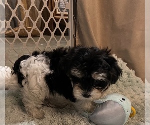 Morkie Puppy for sale in CORNERSVILLE, TN, USA