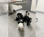 Small Photo #8 Sheepadoodle Puppy For Sale in CONROE, TX, USA