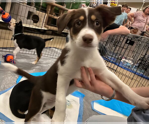 Medium Photo #4 Mutt Puppy For Sale in Plainfield, IL, USA