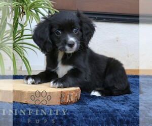 Cavalier King Charles Spaniel-Goldendoodle Mix Puppy for sale in NARVON, PA, USA