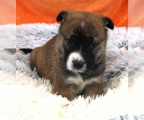 Medium Photo #1 Mutt Puppy For Sale in Thief River Falls, MN, USA