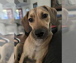 Small #7 Labrador Retriever Mix
