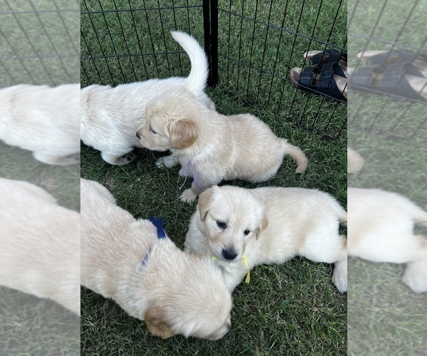 Medium Photo #54 Golden Retriever Puppy For Sale in BIG CABIN, OK, USA