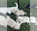 Small Photo #54 Golden Retriever Puppy For Sale in BIG CABIN, OK, USA