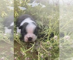 Small #6 Boston Terrier
