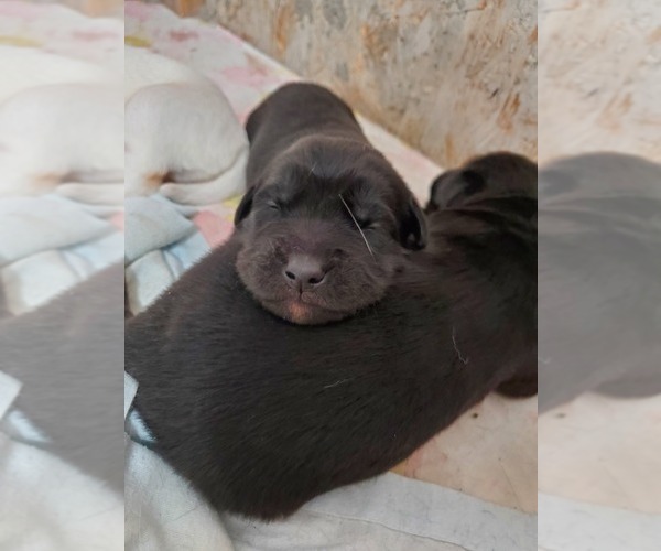 Medium Photo #8 Goberian Puppy For Sale in BEAVER DAM, WI, USA