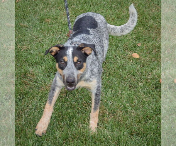 Medium Photo #6 Mutt Puppy For Sale in Huntley, IL, USA