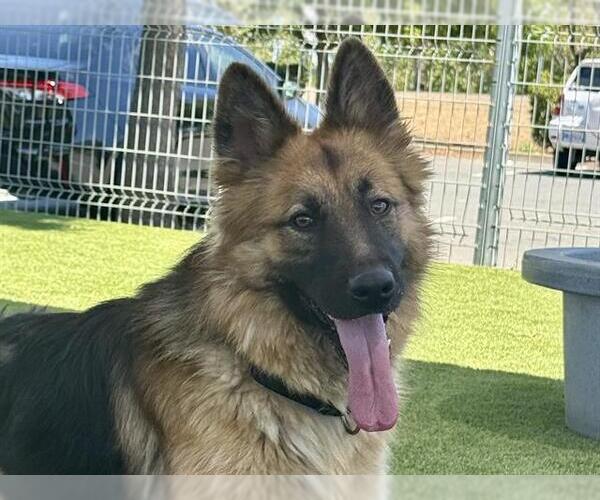 Medium Photo #1 German Shepherd Dog Puppy For Sale in Martinez, CA, USA