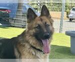 Small German Shepherd Dog