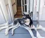Small #6 Huskies  Mix