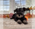 Small #2 Schnauzer (Miniature)