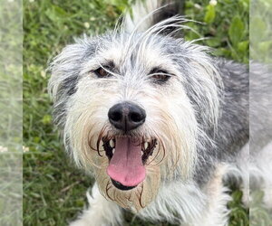 Mutt Dogs for adoption in Jefferson, WI, USA