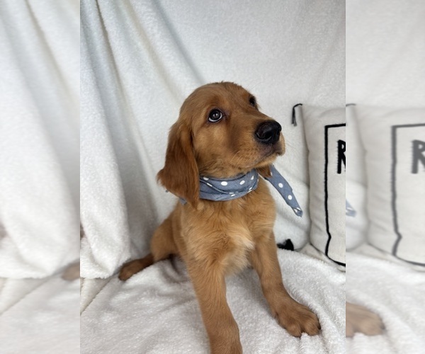 Medium Photo #2 Golden Retriever Puppy For Sale in GREENFIELD, IN, USA