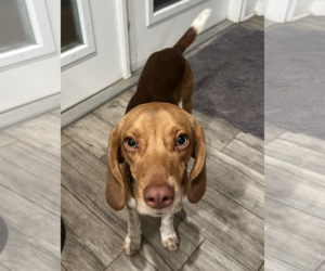 Beagle Dogs for adoption in Dunnellon, FL, USA